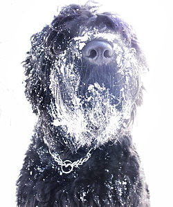 hond, Russische terriër, sneeuw, winter, vier