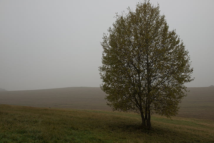 hösten, träd, dimman, land, fältet, äng, Grim