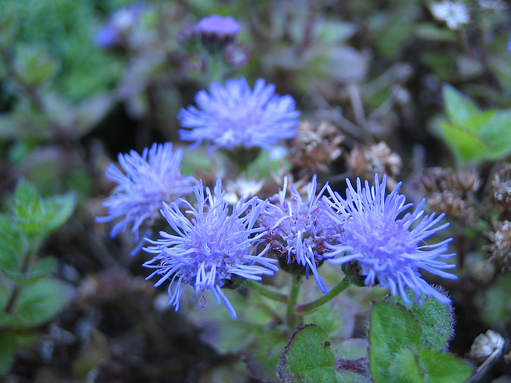 květ, Bloom, modrá, květ, Příroda, závod, Zavřít