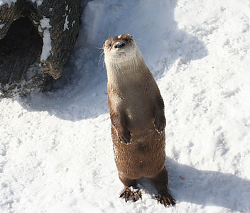river otter, standing, snow, wildlife, fur, animal, cute
