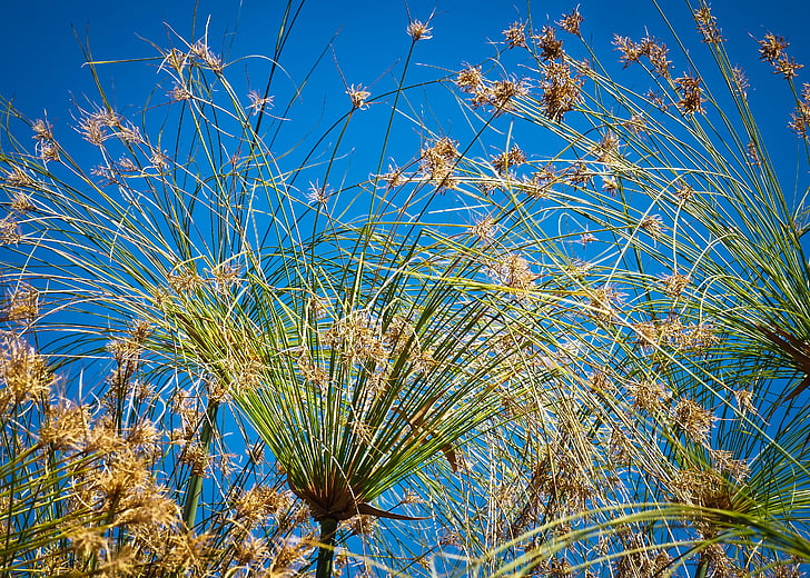 Papirus, Reed, roślina, Natura, trawa, Marsh roślin, Flora