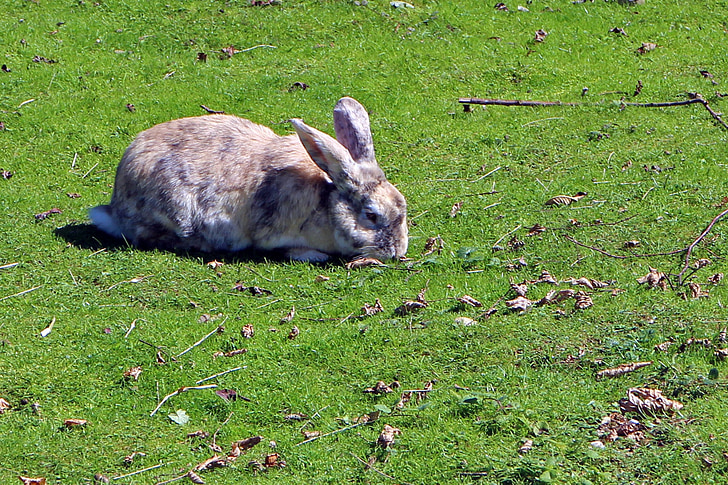 rabbit, hare, meadow, eating, animal, cute, graze