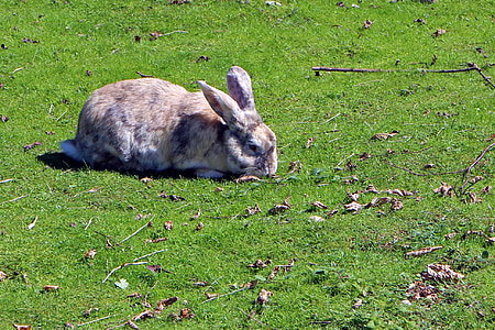 tavşan, tavşan, çayır, yeme, hayvan, şirin, otlatmak