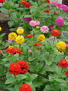 Zinnia, bunga, warna-warni, warna, Zinnia violacea, Zinnia elegans, Zinnia
