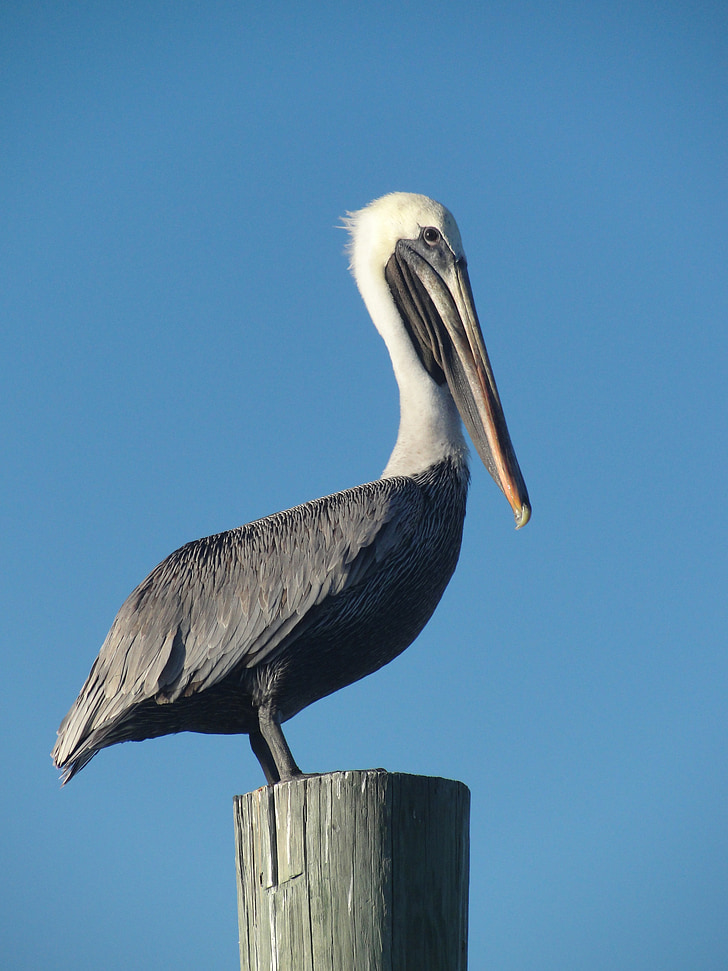 bird, pelican, fence, sky, beak, harbor, harbour