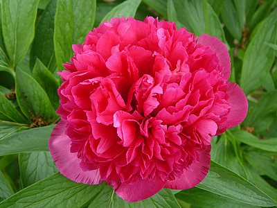 peony, red flower, garden, nature, plant, petal, red