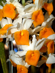 orhideja, cvijet, svijetle, ljubičasta, flore, rast, dekoracija