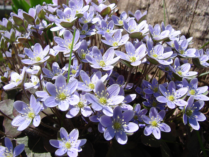 liverwort, Hepatica, tavaszi, virág, kék, növény, szezon