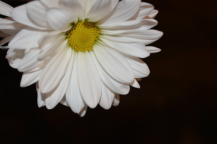 sedmikráska, květinové, závod, přírodní, květ, Bloom, okvětní lístek
