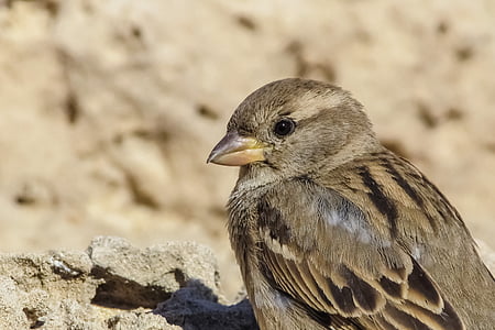 Sparrow, oiseau, faune, plume, nature, animal, mignon