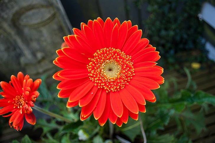 Gerbera, Blume, Blumen, Orange