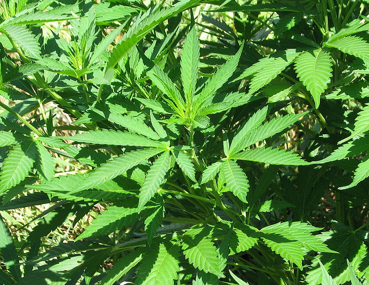 marijuana, pot, grass, cannabis, weed, smoke, hash