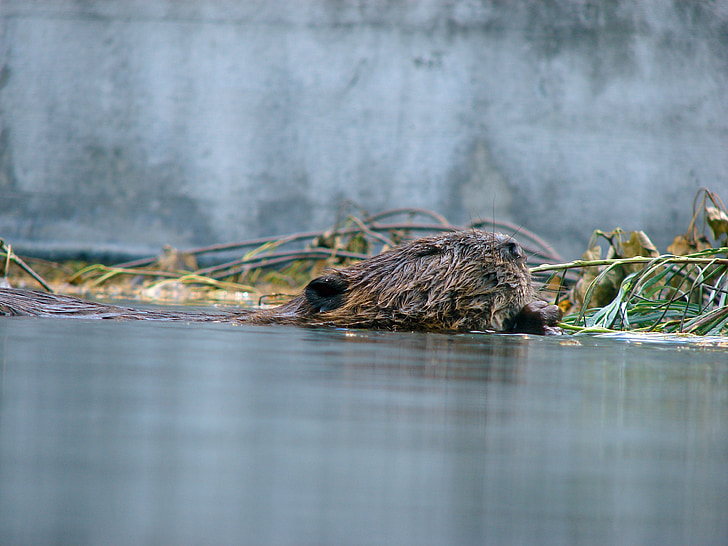 Beaver, air, mengapung, hewan, menggerogoti