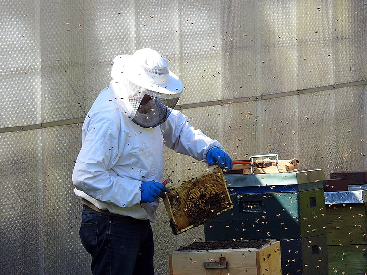 apicultor, abelles, ruscs d'abelles, apicultura, abelles de mel, insecte, rusc