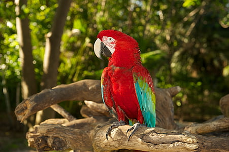 papuga, ptak, czerwony