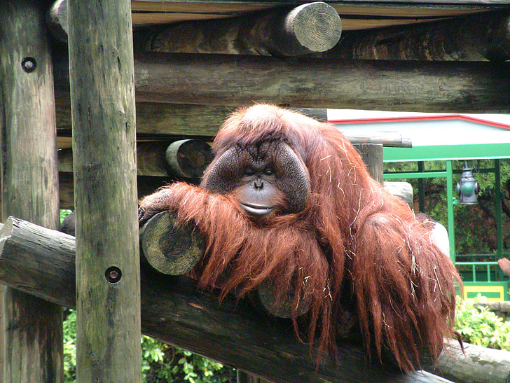 singe, APE, animal, nature, faune, primate, orangutang