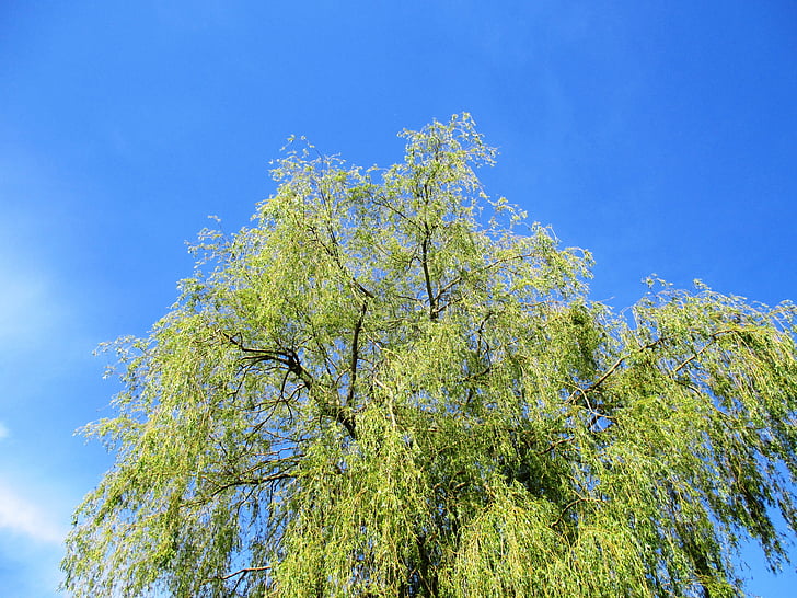 weeping willow, tree, leaves, green, sky