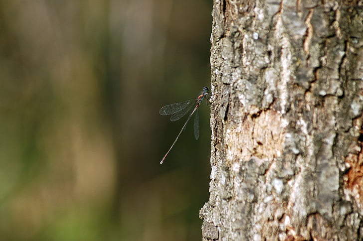Dragonfly, hmyz, volně žijící zvířata, zvířata v přírodě, jedno zvíře, zvířecí motivy, kmen stromu