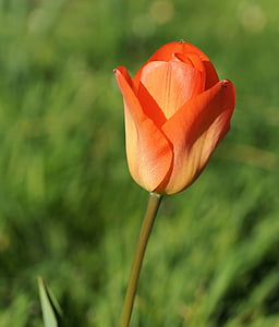 Tulip, Blossom, Bloom, blomst, forår, plante, rød