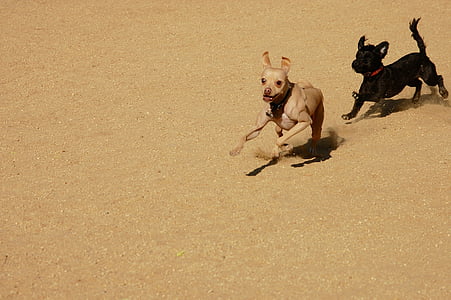 cães, jogar, Chase, areia, perseguição, louco, canino