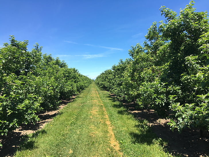 apple trees, orchard, tree, apple, nature, agriculture, fruit