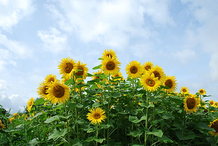 Blume, Anlage, Sonnenblume, Bienen, Sommer, Ende des Sommers, Feld