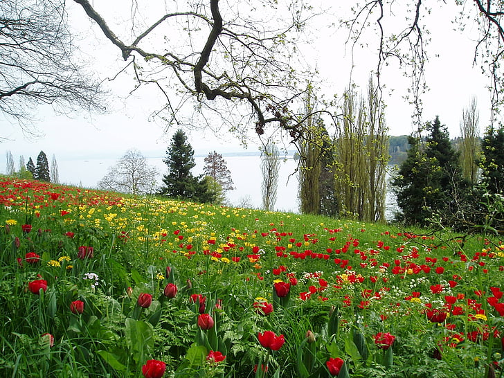tulbid, Tulip meadow, roheline, õis, Bloom, punane, schnittblume
