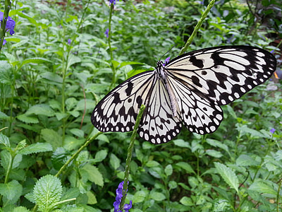 borboleta, asas, padrão, planta, macro, coleta de néctar, inseto