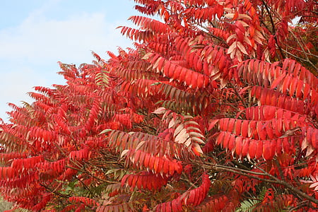 foglie, Bush, rosso, natura, foglia, albero, pianta