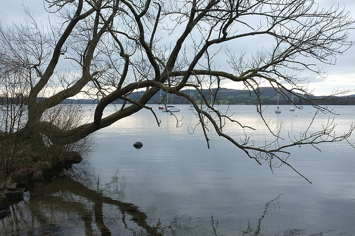lake, tree, landscape