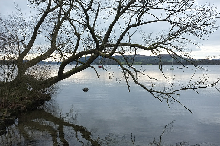 Llac, arbre, paisatge