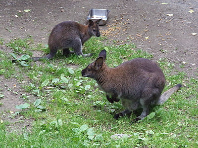 wallaby, mother, nature, australian, animal, joey, wildlife