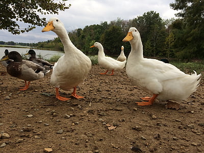 ducks, lake, nature, bird, duck, avian, outdoor