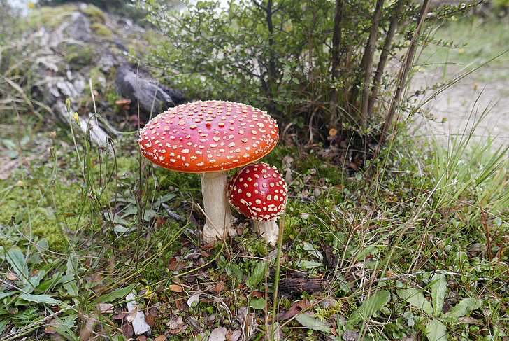 Fly agaric, huby, Forest