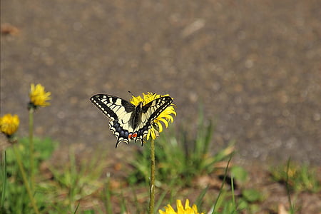 butterfly, flower, bug, nature, grass, one animal, animals in the wild