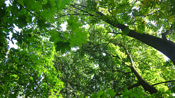 дерево топи, листяні дерева, зелені