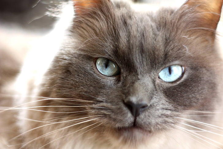 cat, pedigree, blue eyes, animal, furry, feline, head