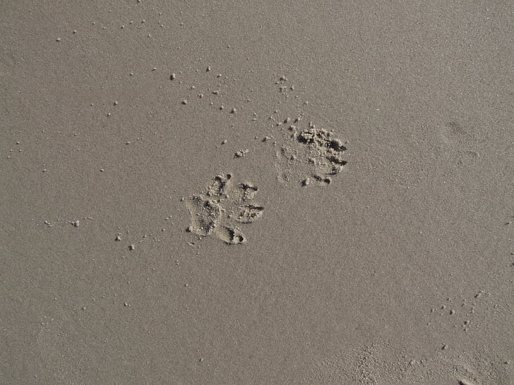 poot afdrukken, pfotenabdruck zand, paw, hond poot, sporen in het zand, hond nummer, hond tracks