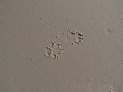 pėdsakai, pfotenabdruck smėlio, letena, šuo letena, dainos į smėlį, šuo sekti, šunų dainos