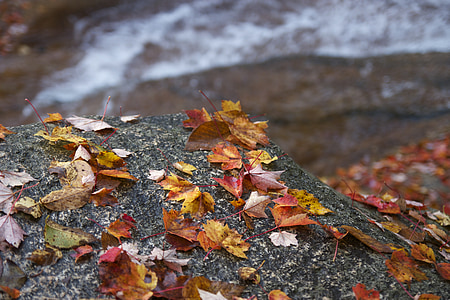 jesen, jesen, lišće, pali, uvenulo, Crveni, smeđa