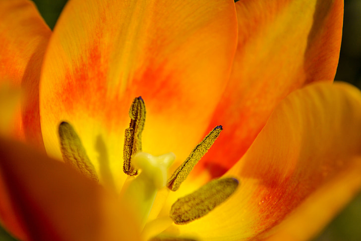 Tulip, makro, blomst, flora, orange, plante, farvede