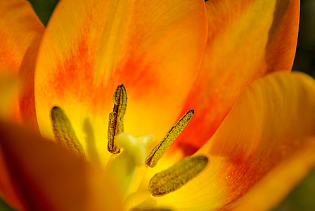 Tulipan, makro, cvet, Flora, oranžna, rastlin, barvne