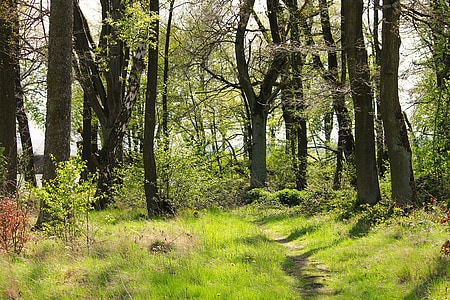 spring forest, forest, spring, trees, green, nature, growth