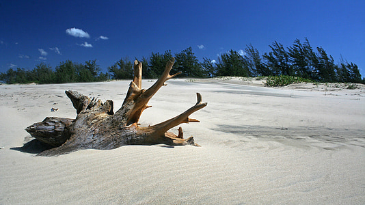 Holz, Treibholz, verwittert, natürliche, Wurzel, Sand, Strand