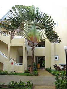 Palm, Dominicaanse Republiek, Samana, vakantie, palmboom, Caraïben