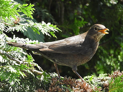 bird, branch, twitter, blackbird, bill, nature, wildlife photography