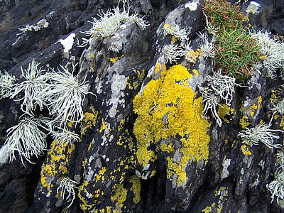coast, coastline, lichen, rock, nature, cliff