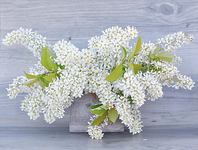 Lila, bloemen, wit, bloei twig, Lila takken, takken, witte bloemen