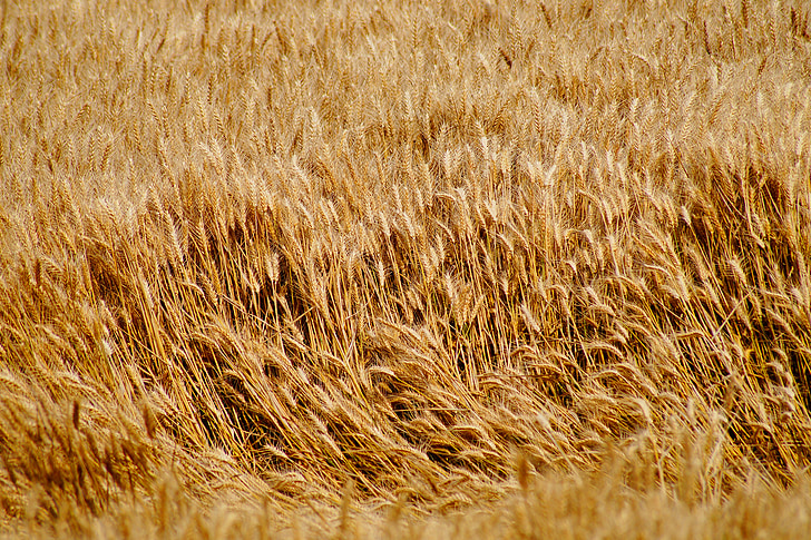 wheat, wheat fields, cereals, epi, fields, harvest, agriculture