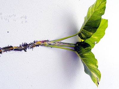 стена, катерене растение, шипове, Грийн, природата, листа, катерене
